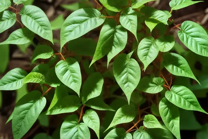 Poison ivy (toxicodendron radicans) — photo 3