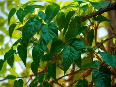 Poison Ivy (Toxicodendron Radicans)
