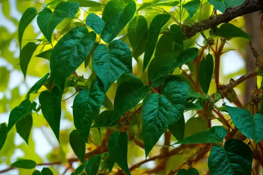 Poison ivy (toxicodendron radicans)