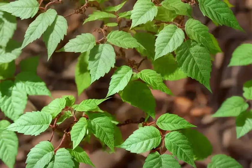 Poison oak (toxicodendron diversilobum) — photo 2