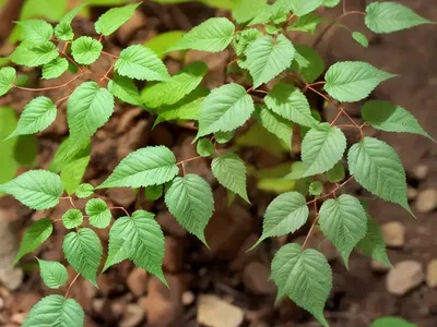 Poison Oak (Toxicodendron Diversilobum)