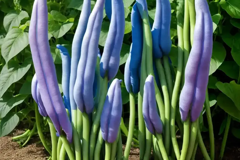 Pole bean (phaseolus vulgaris ‘blauhilde’) — photo 3