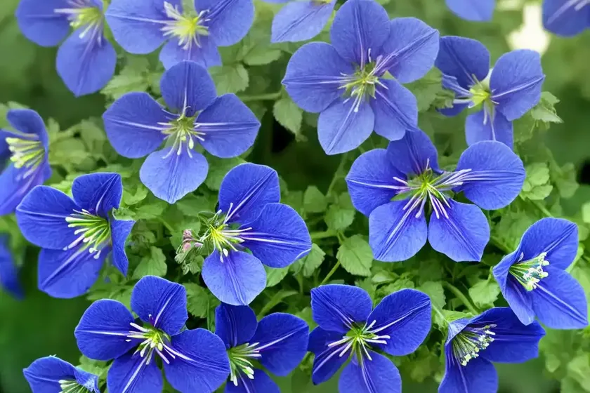 Polemonium boreale ‘heavenly habit’ (northern jacob’s ladder) — photo 2
