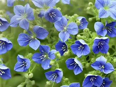 Polemonium Boreale ‘Heavenly Habit’ (Northern Jacob’s Ladder)