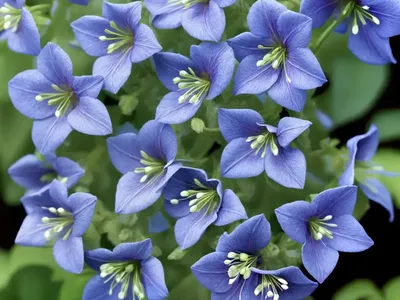 Polemonium Boreale (Northern Jacob’s Ladder)