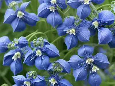Polemonium Caeruleum ‘Bambino Blue’ (Jacob’s Ladder)