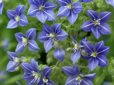 Polemonium Caeruleum Brise D’Anjou (Jacob’s Ladder)