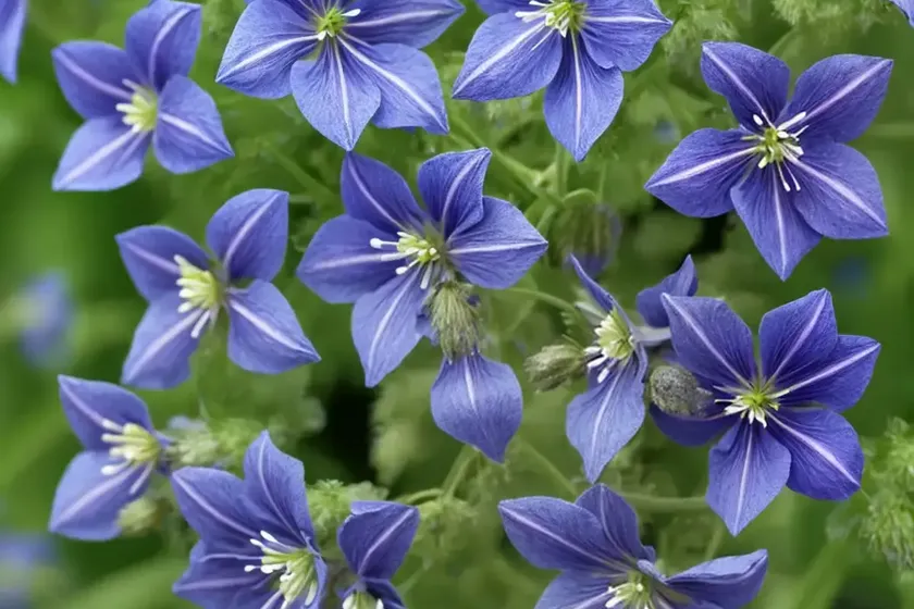 Polemonium caeruleum brise d’anjou (jacob’s ladder)