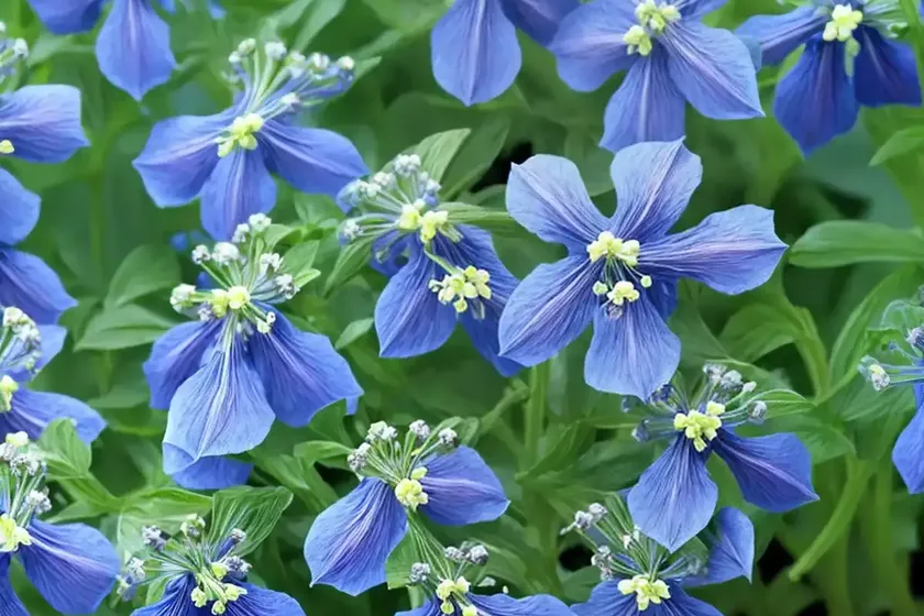 Polemonium caeruleum (jacob’s ladder) — photo 2