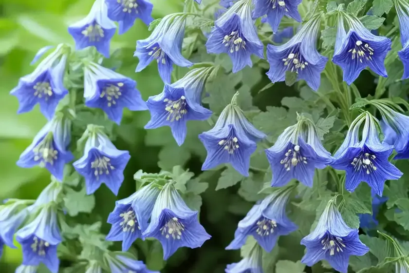 Polemonium caeruleum (jacob’s ladder) — photo 3