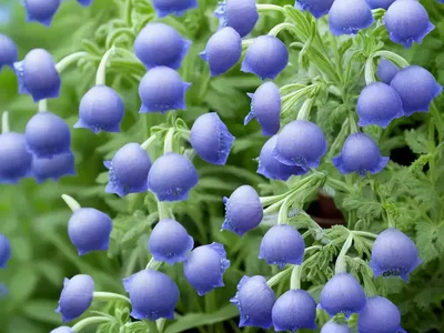 Polemonium Caeruleum (Jacob’s Ladder)
