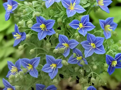Polemonium Reptans (Creeping Jacob’s Ladder)