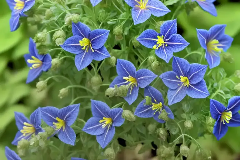Polemonium reptans (creeping jacob’s ladder)