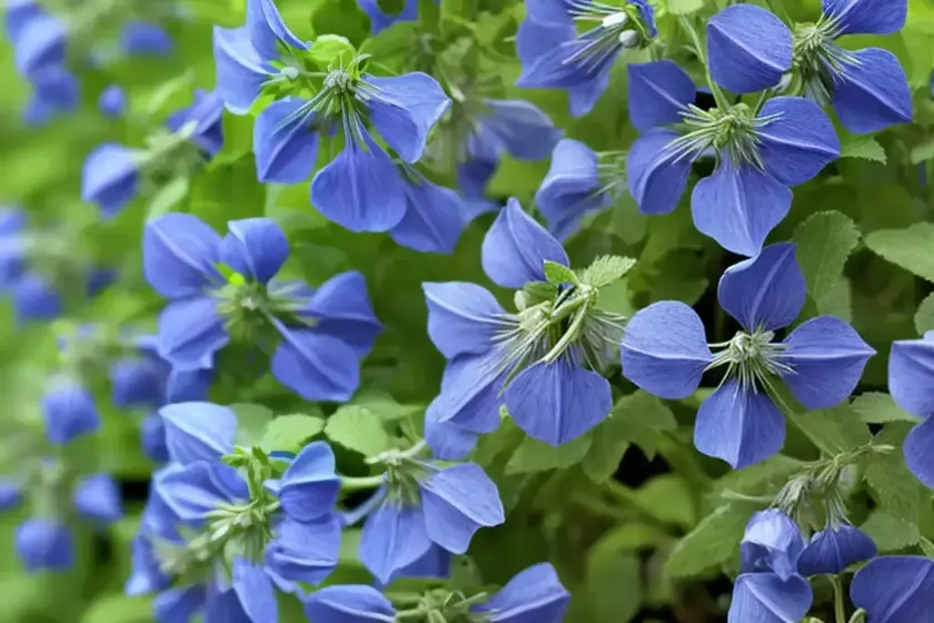 Polemonium reptans ‘stairway to heaven’ (creeping jacob’s ladder) — photo 2