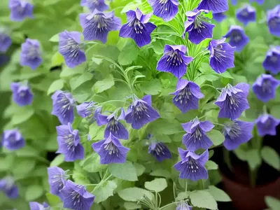 Polemonium Reptans ‘Stairway To Heaven’ (Creeping Jacob’s Ladder)