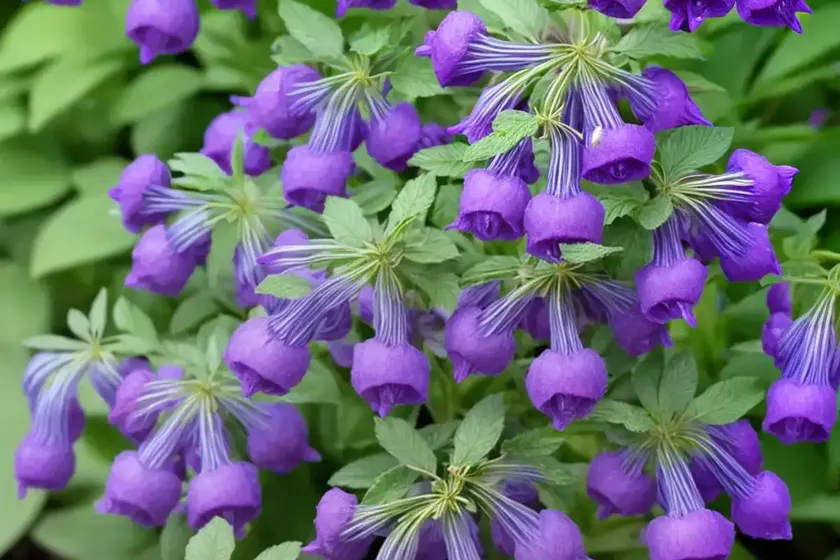 Polemonium yezoense var. hidakanum bressingham purple (jacob’s ladder) — photo 2