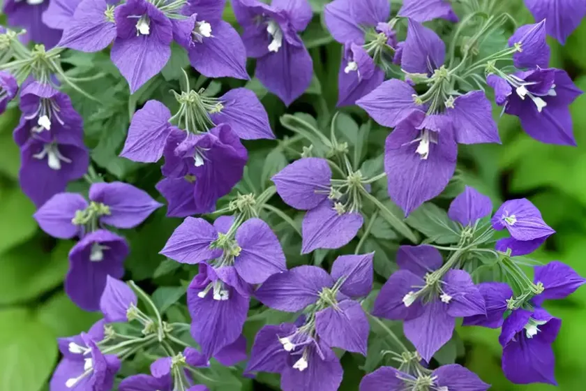Polemonium yezoense var. hidakanum ‘purple rain’ (jacob’s ladder) — photo 2