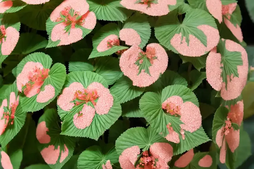 Polka dot begonia (begonia maculata) — photo 3