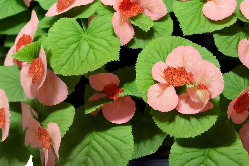 Polka dot begonia (begonia maculata)