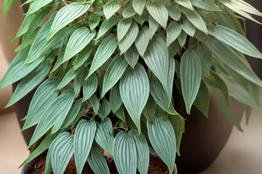 Polka dot plant (hypoestes phyllostachya) — photo 2