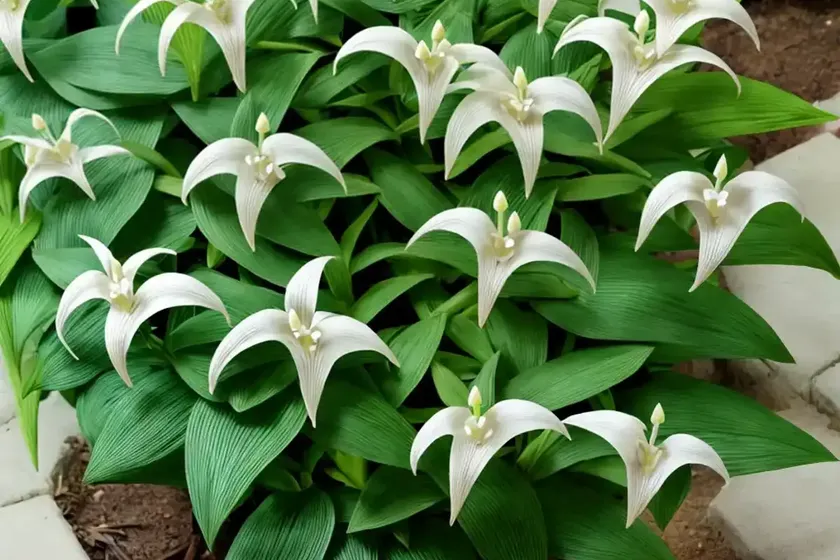 Polygonatum biflorum (great solomon’s seal) — photo 2