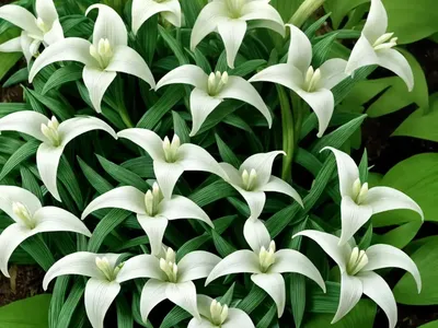 Polygonatum Biflorum (Great Solomon’s Seal)