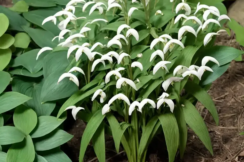 Polygonatum multiflorum (common solomon’s seal) — photo 2
