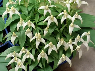Polygonatum Multiflorum (Common Solomon’s Seal)