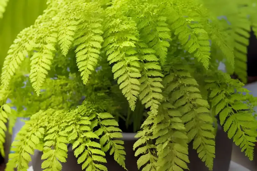 Polypodium californicum (california polypody) — photo 2