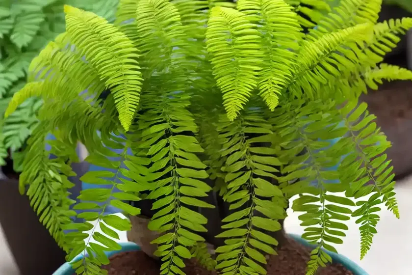 Polypodium californicum (california polypody) — photo 3