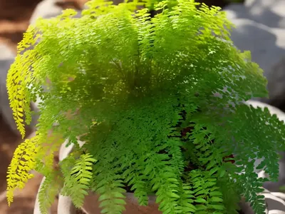 Polypodium Californicum (California Polypody)
