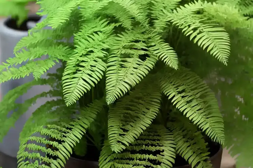 Polypodium cambricum (welsh polypody) — photo 2