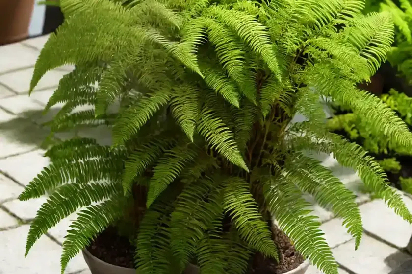 Polypodium cambricum (welsh polypody) — photo 3
