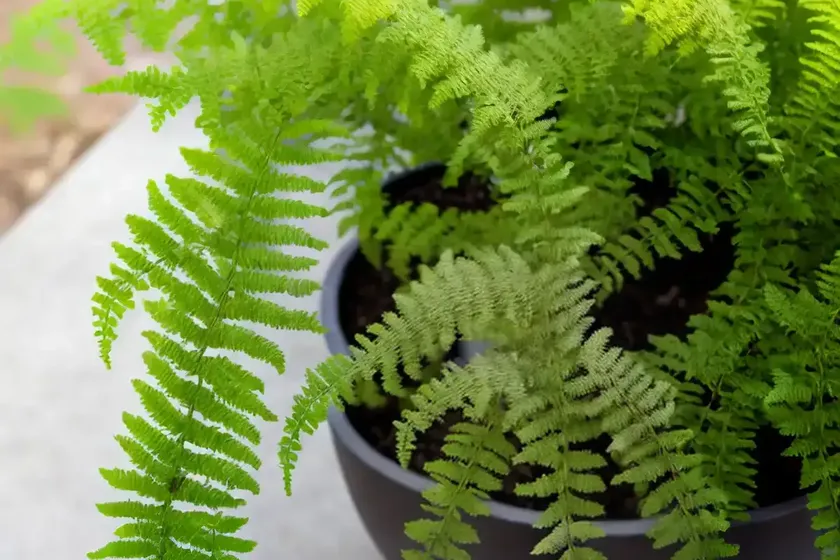 Polypodium glycyrrhiza (licorice fern) — photo 2