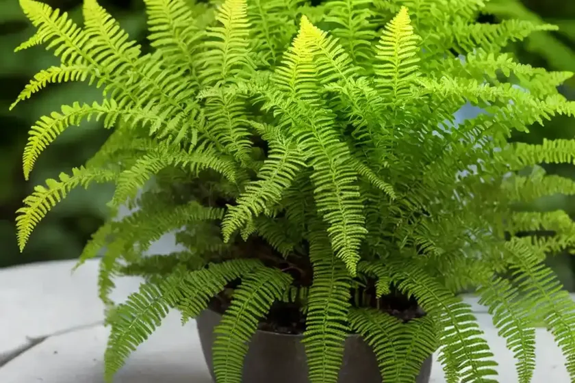 Polypodium glycyrrhiza (licorice fern) — photo 3