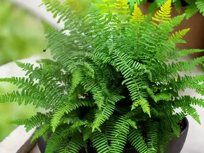 Polypodium Glycyrrhiza (Licorice Fern)
