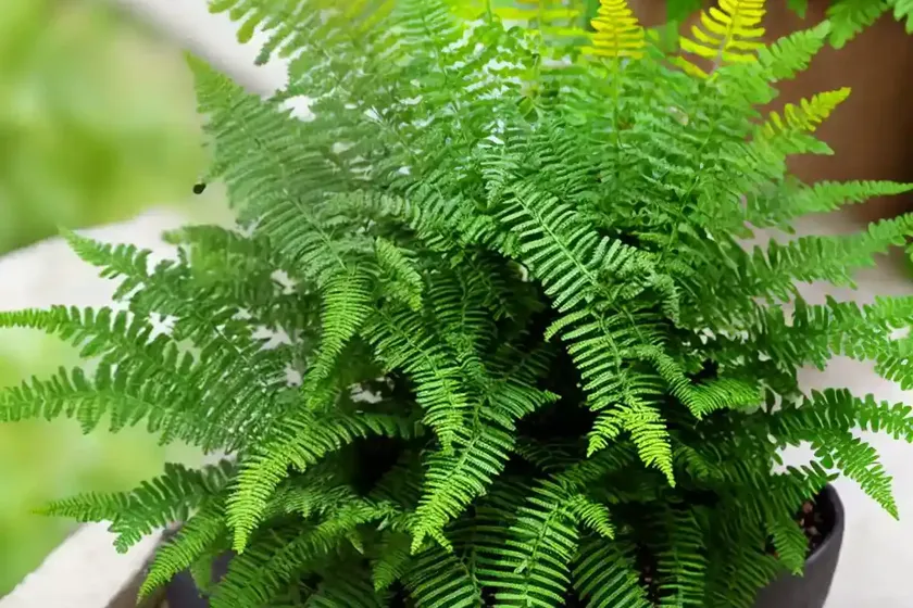 Polypodium glycyrrhiza (licorice fern)