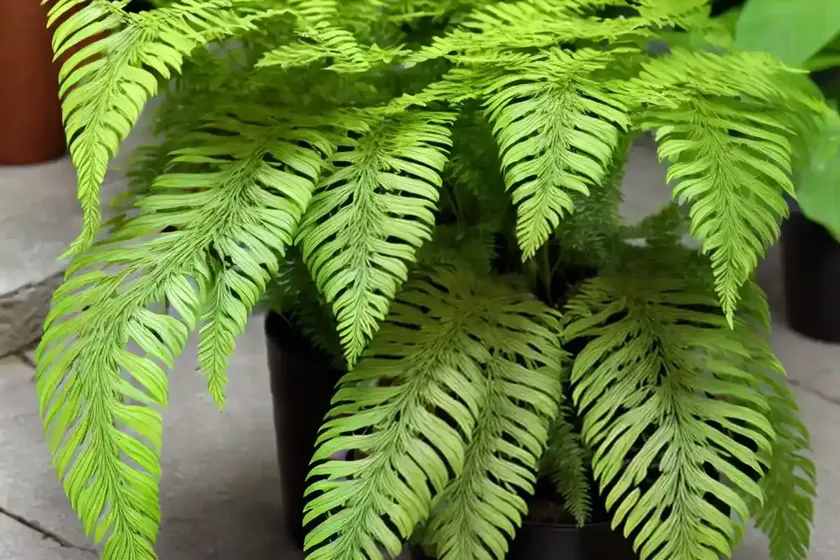 Polypodium scouleri (leathery polypody) — photo 2