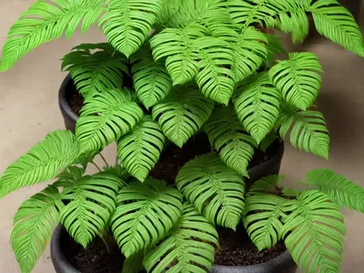 Polypodium Scouleri (Leathery Polypody)