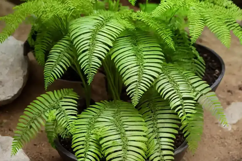Polypodium vulgare (common polypody) — photo 2
