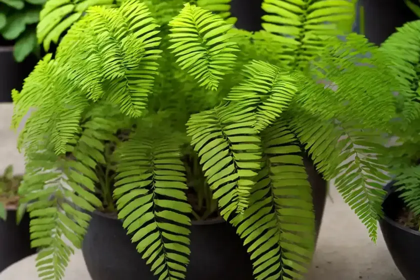 Polypodium vulgare (common polypody) — photo 3