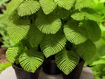 Polypodium Vulgare (Common Polypody)