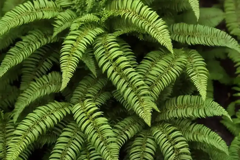 Polystichum setiferum (polystichum setiferum) — photo 2