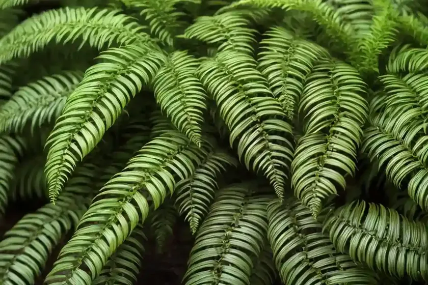 Polystichum setiferum (polystichum setiferum) — photo 3