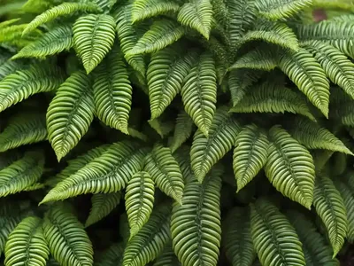 Polystichum Setiferum (Polystichum Setiferum)