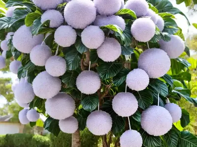 Pom Pom Tree (Dais Cotinifolia)
