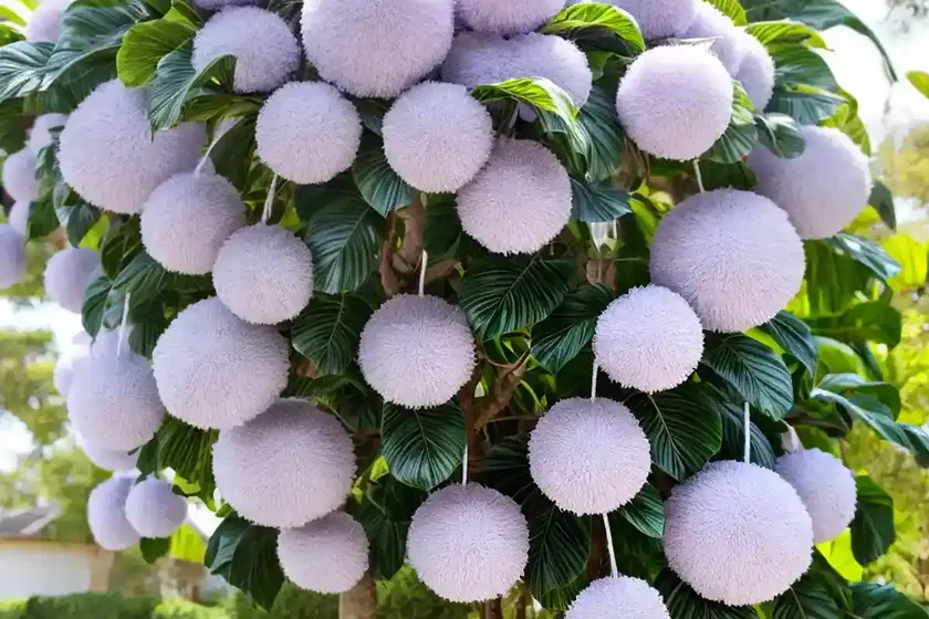 Pom pom tree (dais cotinifolia)