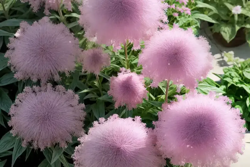Pom pom weed (eupatorium macrocephalum) — photo 2
