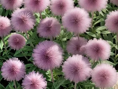 Pom Pom Weed (Eupatorium Macrocephalum)