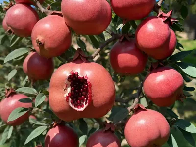 Pomegranate (Punica Granatum RED RUSSIAN)